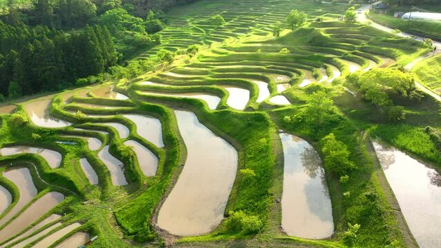 Beautiful aerial view of paddy terraced rice fields at sunset, traditional rice cultivation in Asia, peaceful landscape in Asia, Asian nature