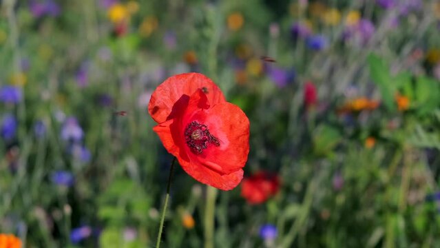 Mohnblume im Wind mit Schwebfliegen