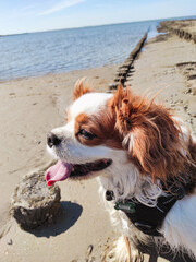 Nordsee Strand bei blauem Himmel, Hund