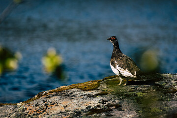 black grouse in laponia Sweden 