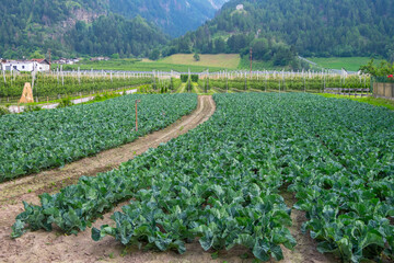 Campos de cultivo en el pueblo de Lasa, provincia de Bolzano en Sudtirol, Italia