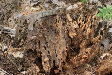 one old gray brown pine rotten stump in the forest
