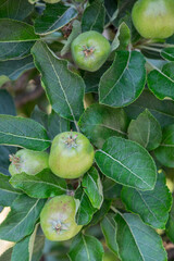 Manzanas en una plantación agrícola de Sudtirol