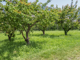 Plantación con árboles de albaricoques