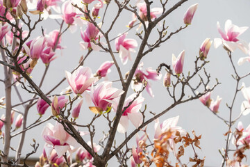 Beautiful scenery and flowers in Korea