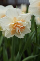 close up of a daffodil flower