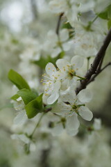 цветы вишни