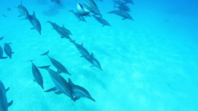 School of Dolphins. Slow Motion. Red Sea, Egypt. Slow Motion. Red Sea, Egypt. Underwater World Life. Tropical Underwater Seascape.
