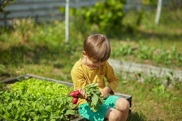Child gardener in the garden with radishes in the backyard or farm