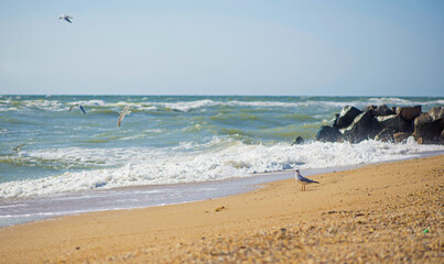 Fototapeta na wymiar The sea is stormy. Sea of Azov. Water edge, sea, wave, storm - marine natural background. Birds seagulls on the sea coast, a beach