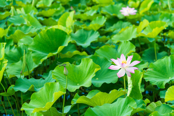 蓮の花を見つめる蜻蛉