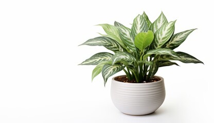 Large tropical Aglaonema plant in pot, on white background, Wide banner. AI image. 