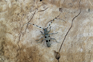 The Rosalia longicorn (Rosalia alpina) or Alpine longhorn beetle.
