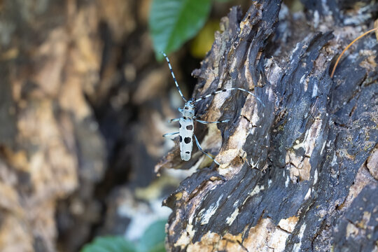 The Rosalia longicorn (Rosalia alpina) or Alpine longhorn beetle.
