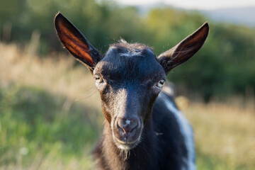 portrait of a goat