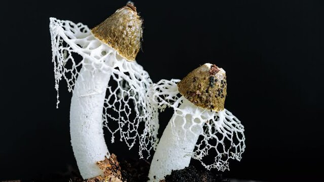 Two netted mushrooms in full bloom and wilting