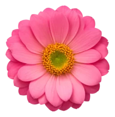 Fototapete Makrofotografie pink flower isolated on transparent background, extracted, png file