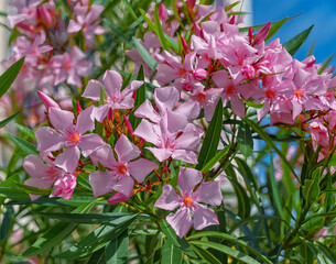 oleander blossoms