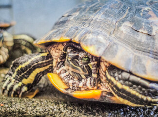 Naklejka premium Close-Up of Red-Eared Slider Turtle on Rock