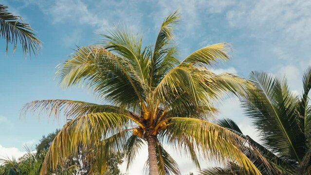 Beautiful cinematic view of palm tree with hanging yellow coconuts against blue sky in tropical paradise. Palm tree plantation on island in tropics. Golden light on palm tree leaves. Exotic nature.