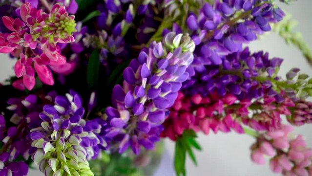 A bouquet of lupines. Multicolored summer flowers pink and purple on grey background. Lupine flower buds. Summer floral background.