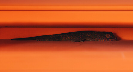 Close up shot of small lizard on orange wall with green plant leaves. Gecko lizard walking on house...