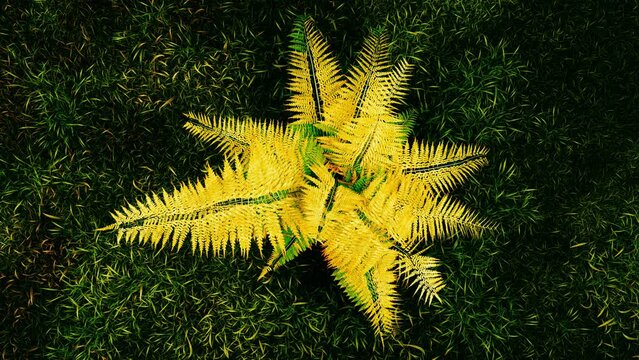a fern plant at sunset. 3d animation of a fern in the wind. top view of a fern in 3d. cinematic look fern