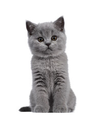 Cute blue British Shorthair kitten, sitting front view. Looking at camera with round brown eyes. Isolated cutout on transparent background..