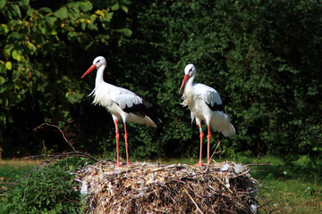 White Stork Pair, Ciconia ciconia, Northern Germany
