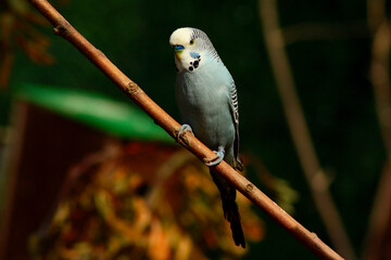 Budgerigar, Melopsittacus undulatus
