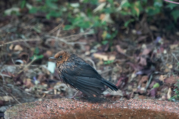 Young Blackbird with nest feathers on drinking bowl