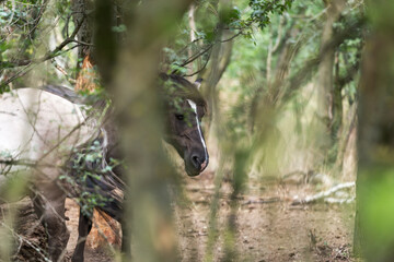 wild horses hide in the forest
