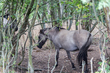 Obraz na płótnie Canvas wild horses hide in the forest