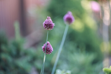 Red allium blooming in the garden.