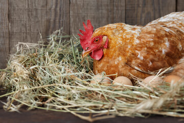 hen hatching eggs in nest of straw inside a wooden chicken coop © alter_photo