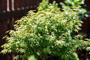 Japanese maple in the garden in summer. Acer palmatum Little Princess.