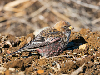 ハギマシコのオス