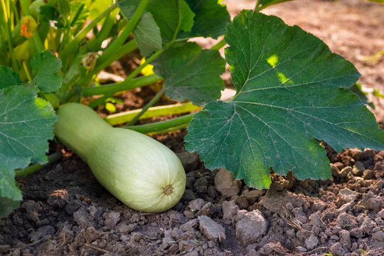 zucchini growing in vegetable garden on summer day