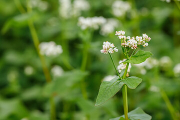 closeup of buckwheat flowers with green leaves and blurred blossoming field as background