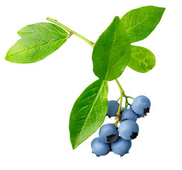 ripe blueberries hanging on a branch isolated on white