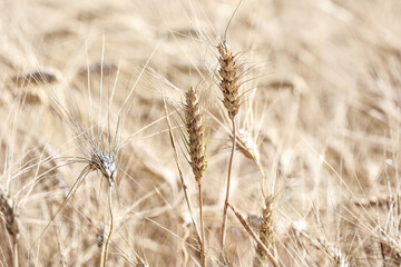 Fototapeta premium Detail with wheat in wheat field in summer.