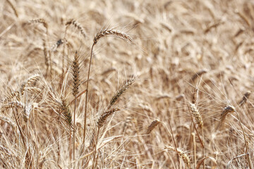 Detail with wheat in wheat field in summer.