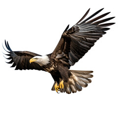 american bald eagle - obrazy, fototapety, plakaty