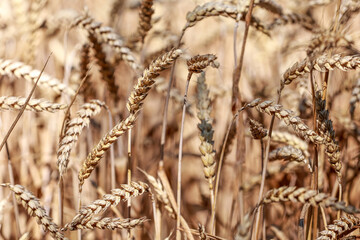 Detail with wheat in wheat field in summer.