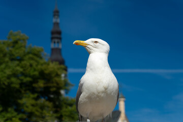Seagull on the background of the city