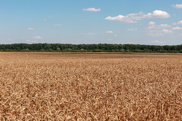Ripe summer wheat field in July.
