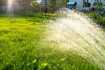 Watering young grass from a garden hose, visible drops of water against the background of the sun.