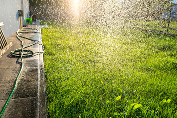 Watering young grass from a garden hose, visible drops of water against the background of the sun. - Powered by Adobe