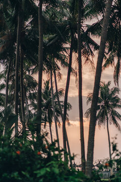 Beautiful photo of high jungle palms with sunset sky background. Tropical rainforest vegetation and trees
