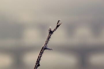 Frozen branch